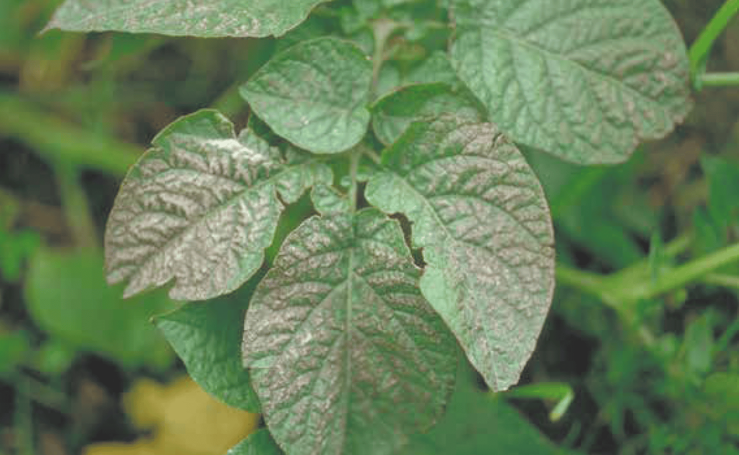 What are the effects and symptoms of potassium deficiency in potatoes?